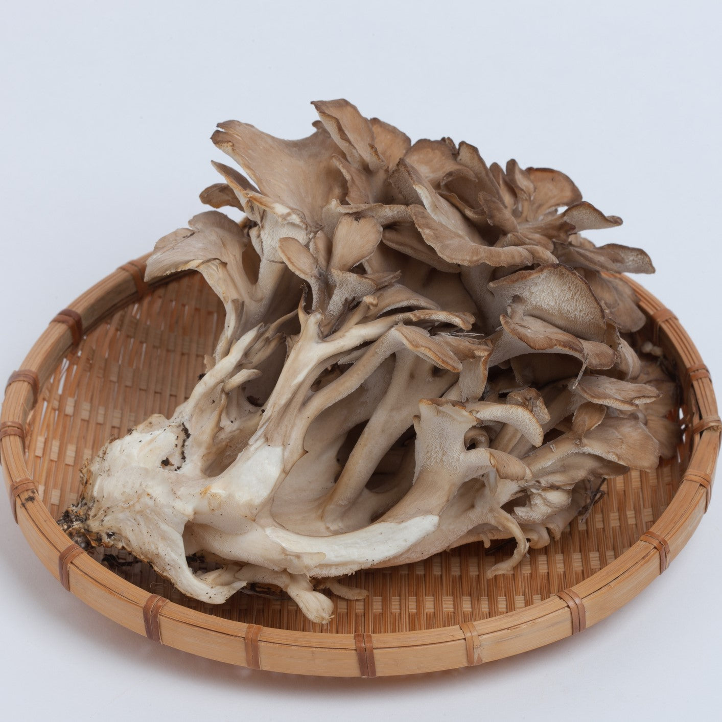 เห็ดหัวลิง (Grifola frondosa)