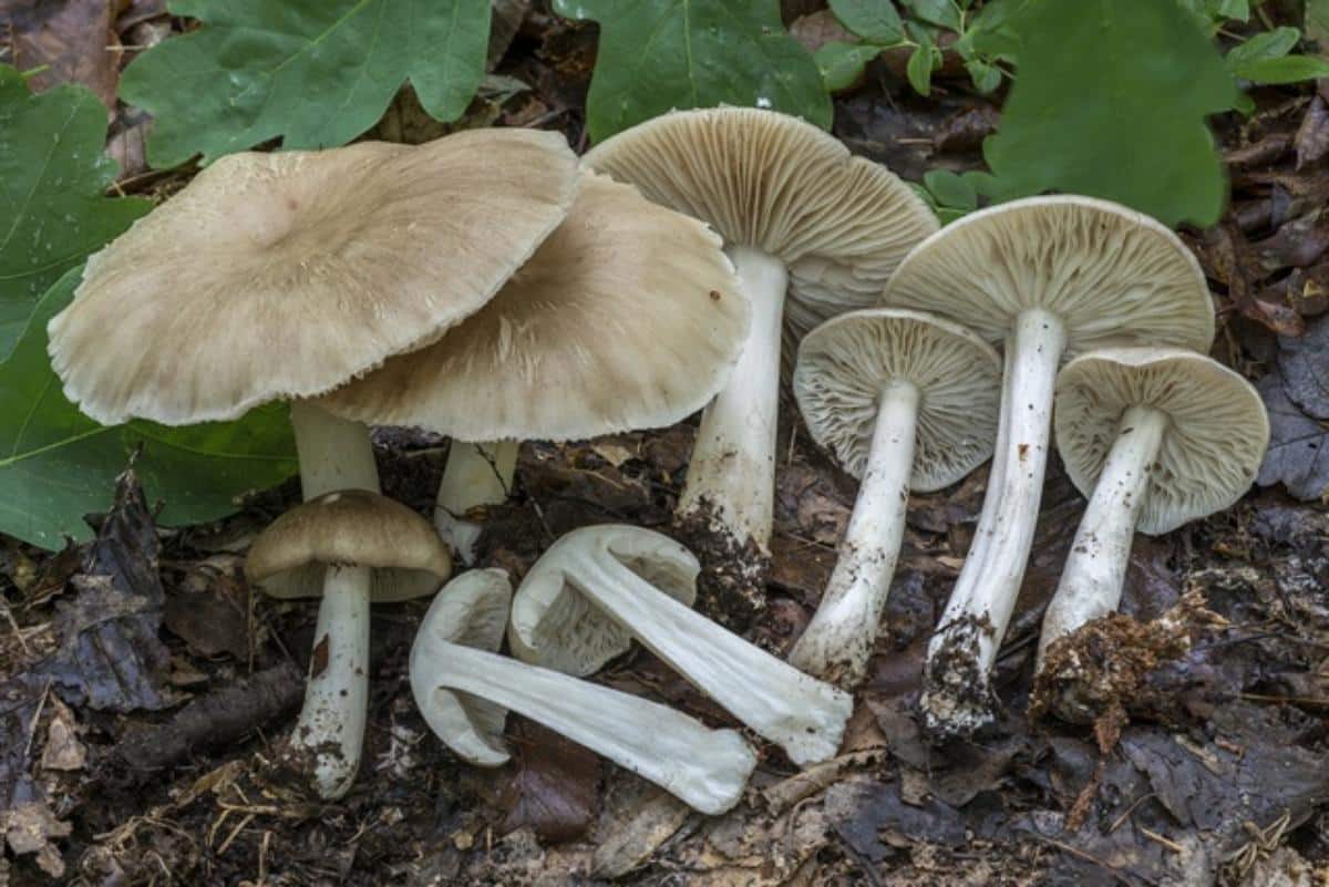 Platterful Mushroom (Megacollybia rodmanii)