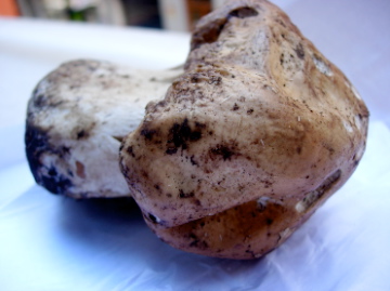 Каштановий гриб (Boletus badius)
