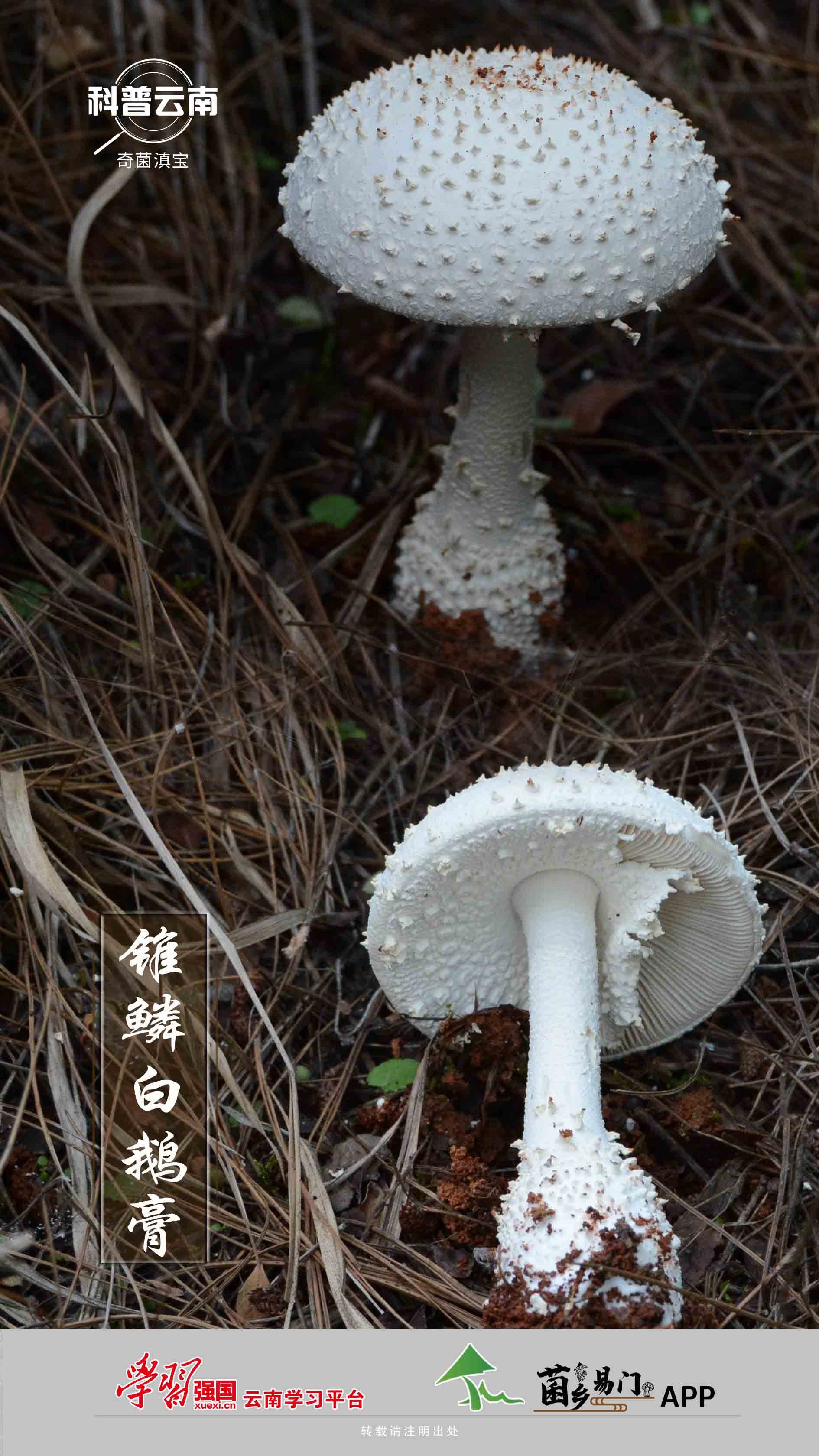 粗鳞鹅膏菌 (Amanita rhopalopus)