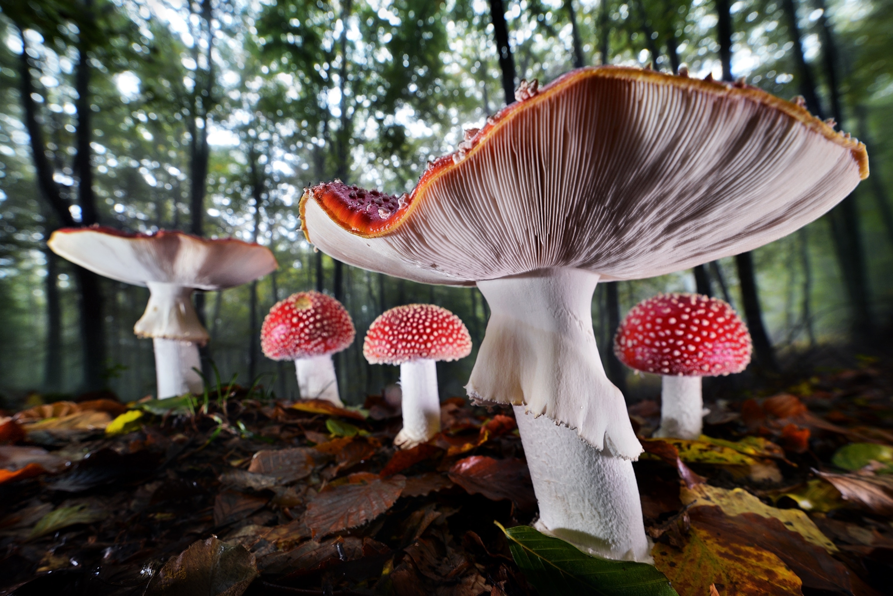 Часничник луговий (Негниючник луговий) (Fairy Ring Mushroom)