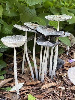 Hare's Foot Inkcap (Coprinopsis lagopus)