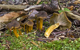 Trattkantarell (Cantharellus tubaeformis)