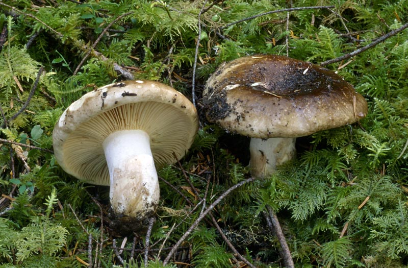 Чорніючий сироїжка/Підмокруха (Russula adusta)