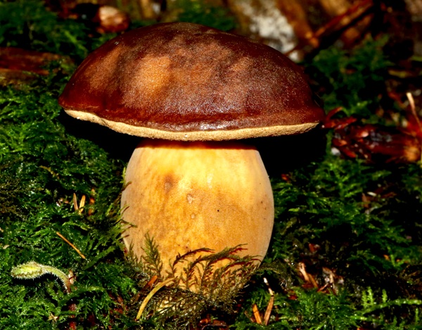 Boynuzlu Mantar (Boletus pinophilus)