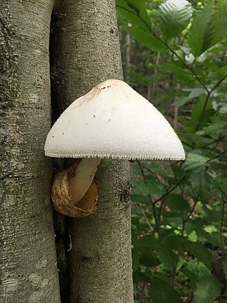 Lärkvaxskivling (Hygrophorus lucorum)