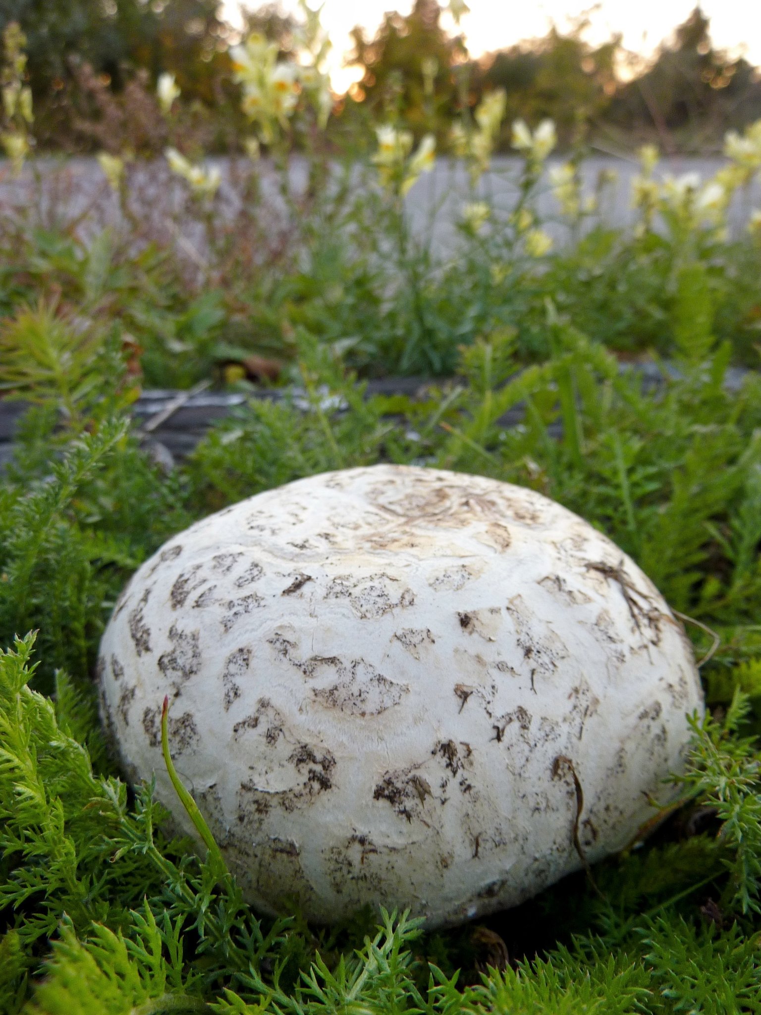 Зимовий пупок (Omphalina ericetorum)