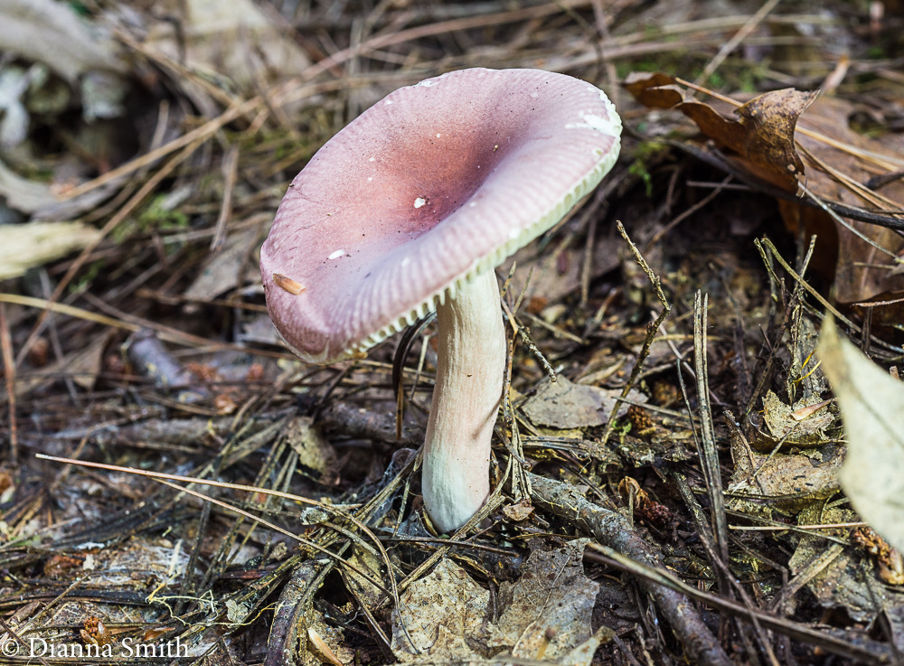 Pembe Ayaklı Russula, Kızaran Russula (Russula roseipes)