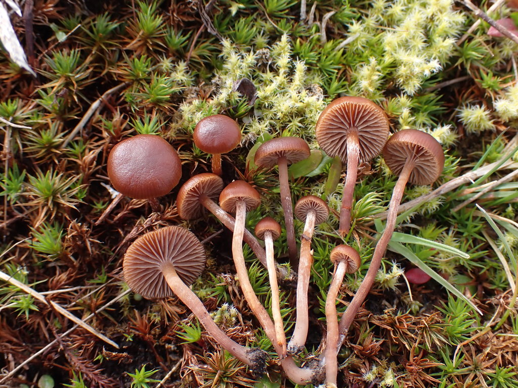 Tegelröd slätskivling (Hygrophorus lateritius)