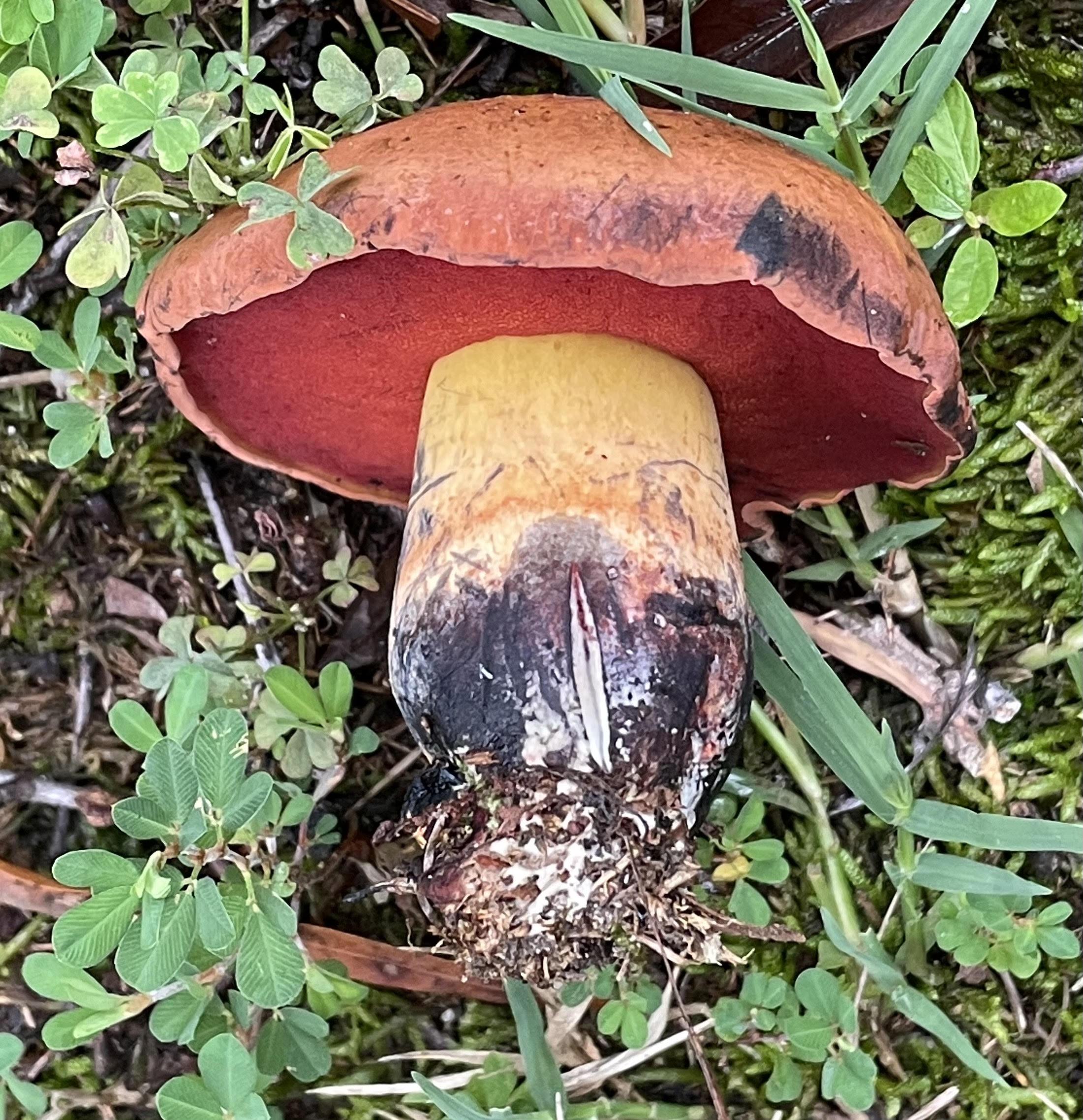 Kırmızı Gözenekli Bolet (Boletus rhodoxanthus)