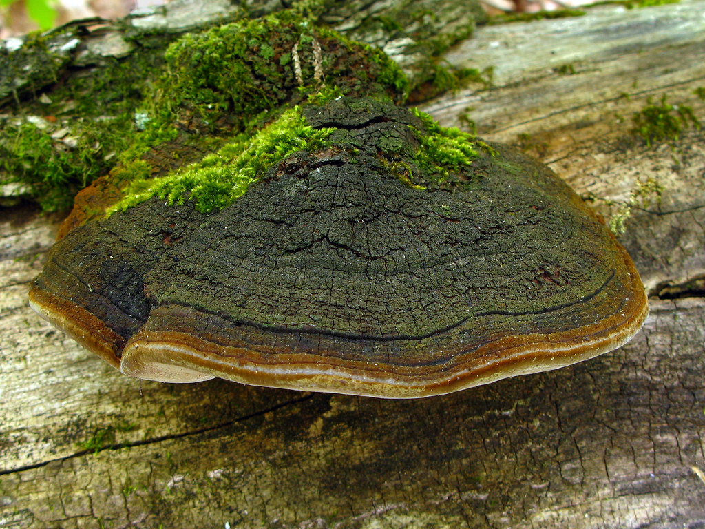 Çatlak Şapkalı Polipor (Phellinus rimosus)