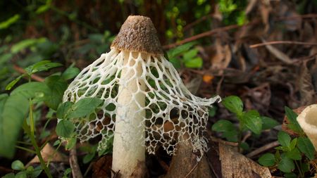 Vedskivling (Lyophyllum ulmarium)