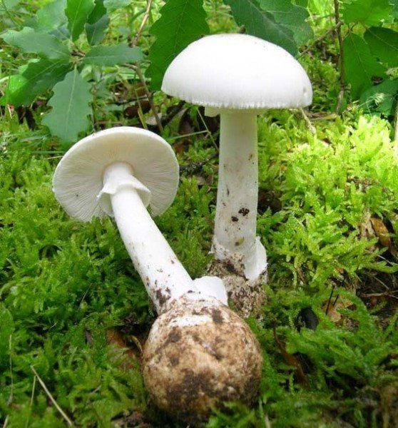 鳞柄白鹅膏 (Amanita virgineoides)