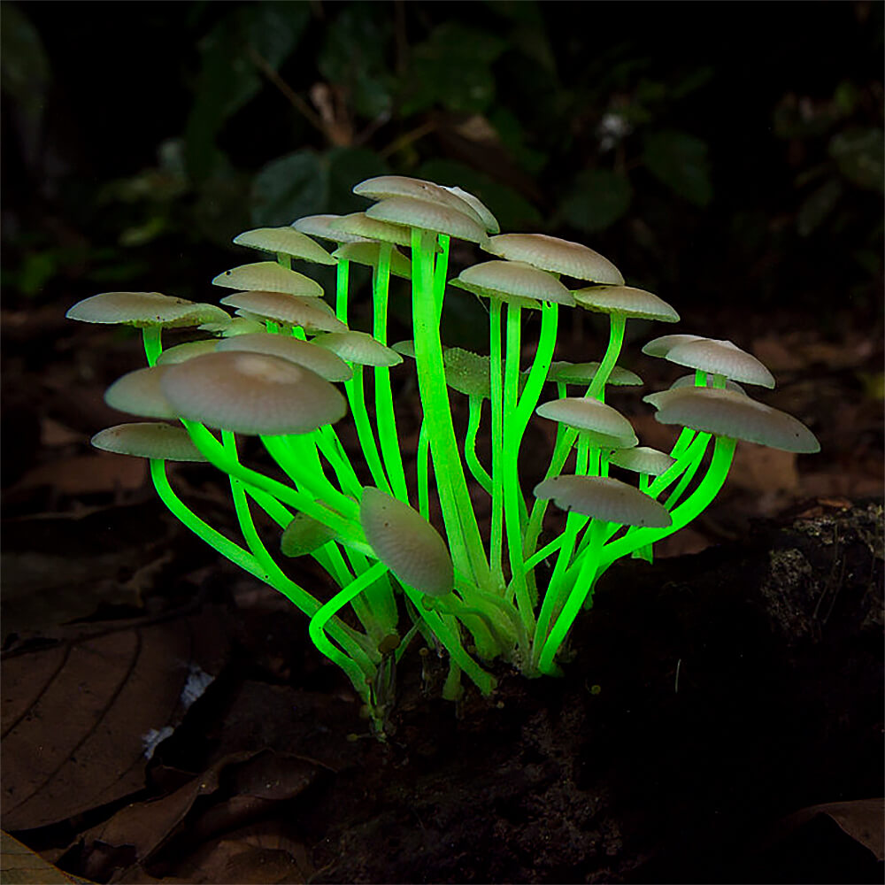 Біолюмінесцентна Міцена (Mycena chlorophos)