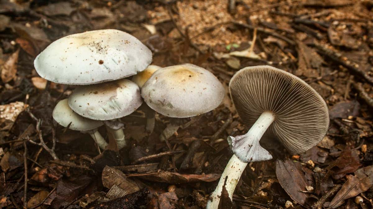 Prášnica sivastá (Lycoperdon molle)