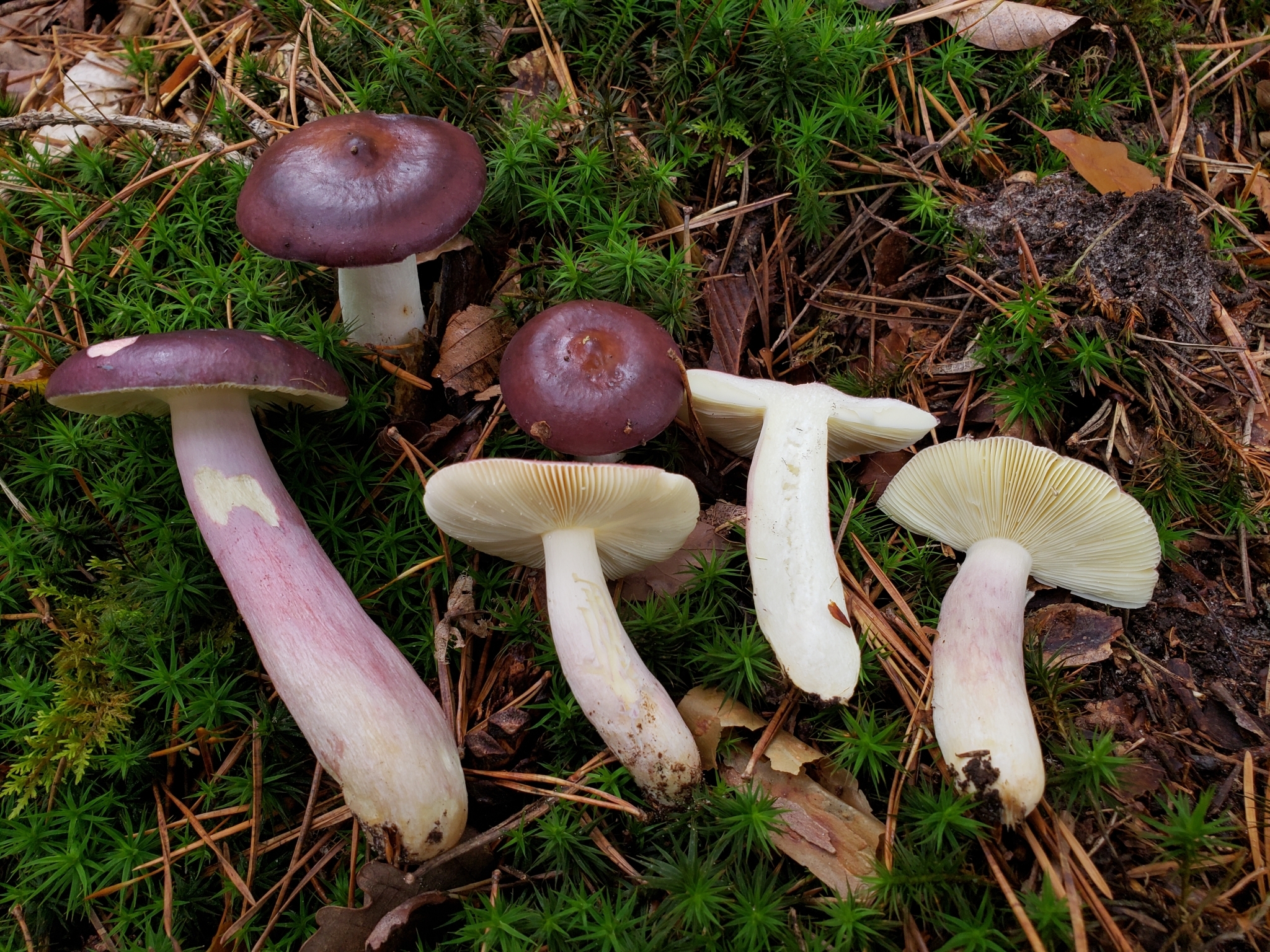 Peeling Russula (Russula vesca)