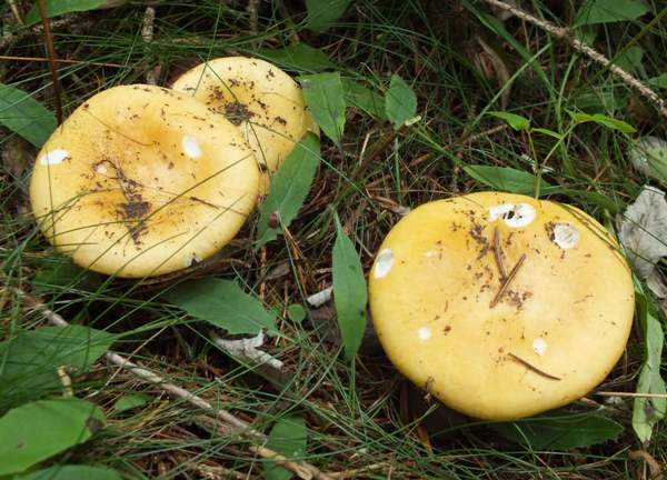 Bieluša hrdzavá (Russula ochroleuca)