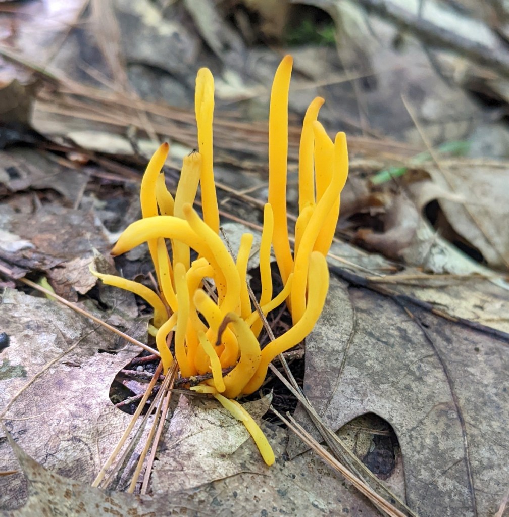 Fläckig spindling (Inocybe fastigiata)