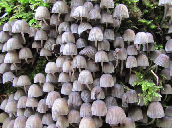 Fairy Bonnet (Mycena tenerrima)