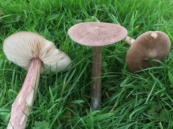 Lilac Pinkgill (Entoloma porphyrophaeum)