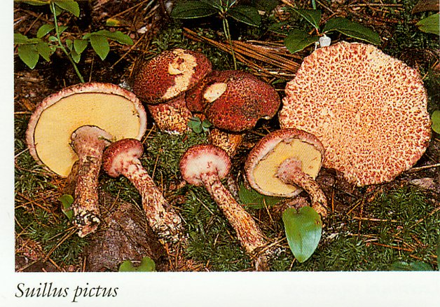 Маслюк строкатий (Suillus pictus)