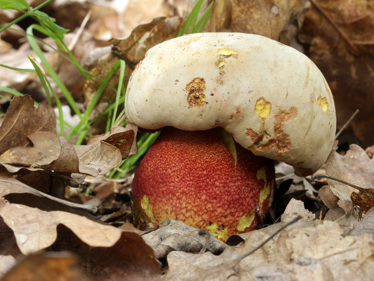 Hríb ružovopurpurový (Rubroboletus rhodoxanthus)