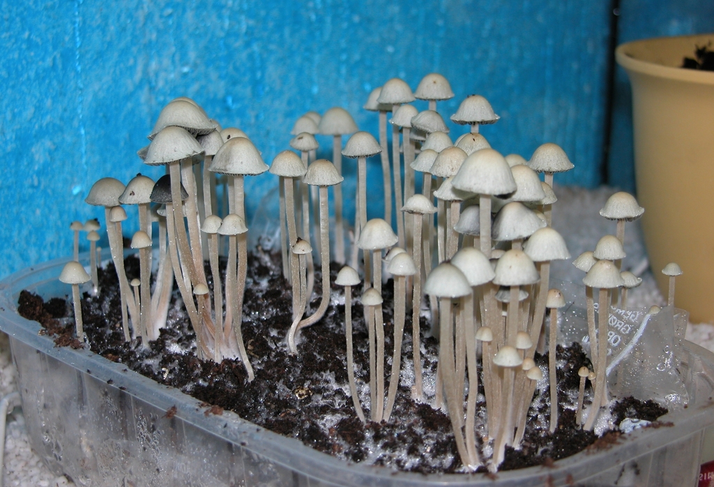 蓝斑裸盖菇 (Panaeolus cyanescens)