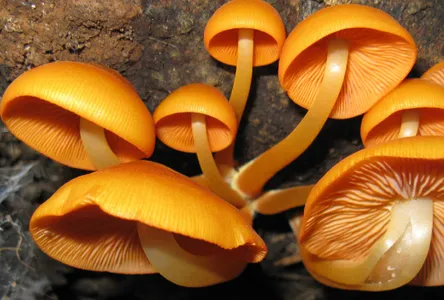 Ockrahätta (Mycena renati)