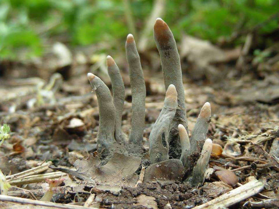 Mrtvečevi prsti (Xylaria polymorpha)