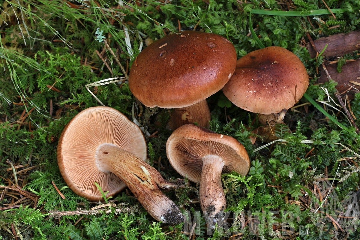 Brunkremla (Tricholoma fulvum)