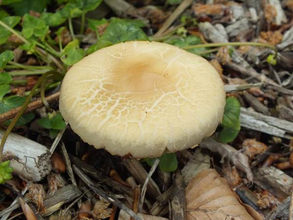 赭盖菇 (Agrocybe)