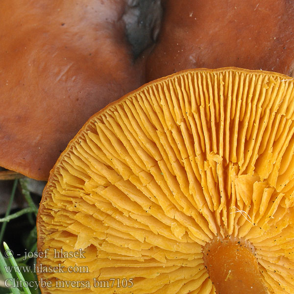 Воронка звичайна (Infundibulicybe gibba)