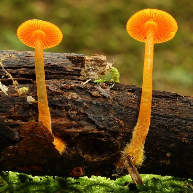 Turuncu Mikena (Mycena leaiana)