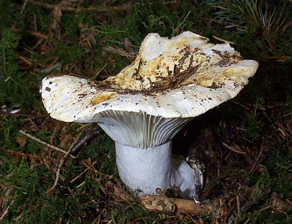 Beyaz Russula (Russula alba)