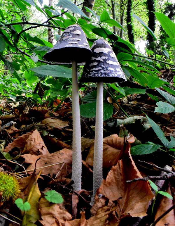 Svartvit bläcksvamp (Coprinopsis picacea)