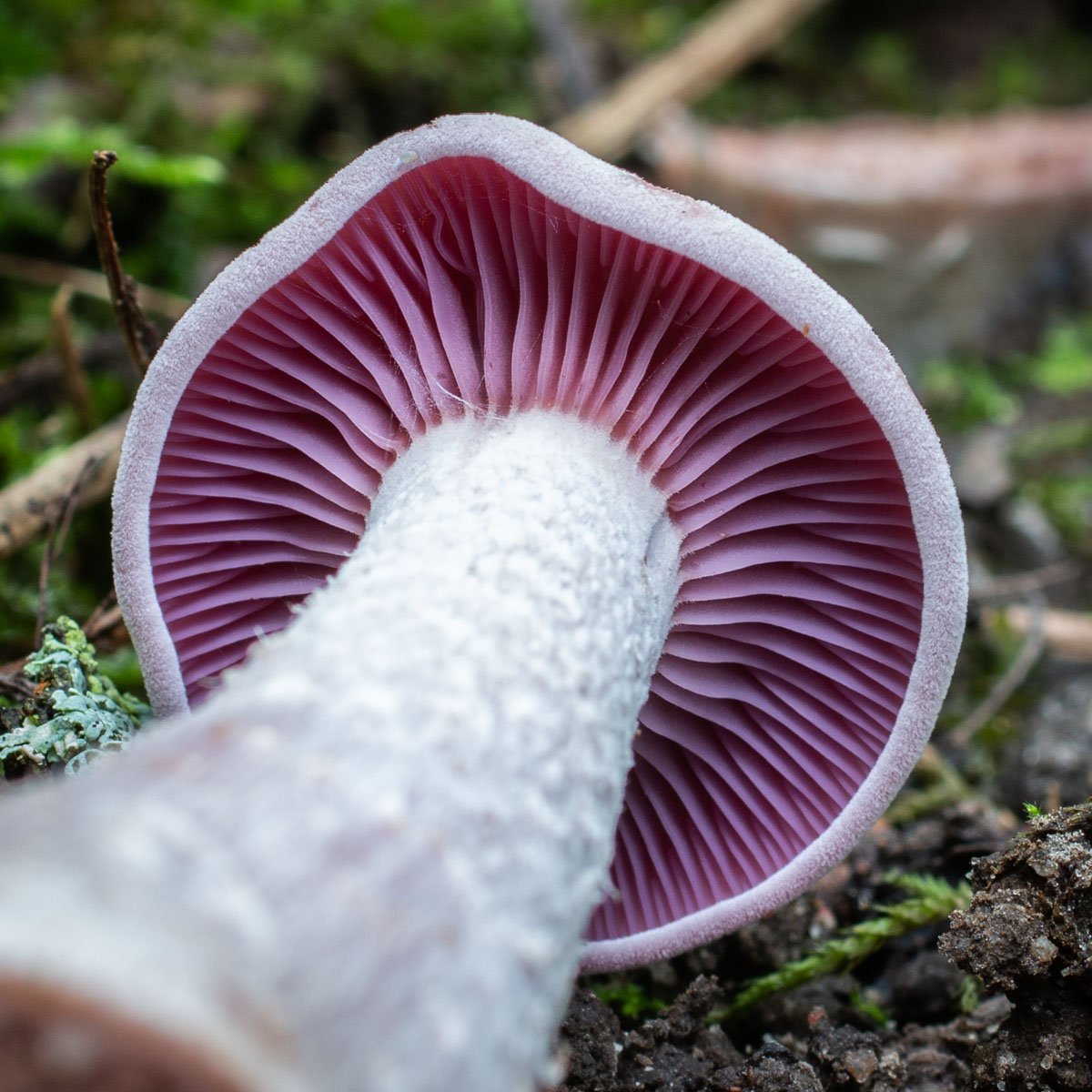 Лаккарія охряно-пурпурова (Laccaria ochropurpurea)