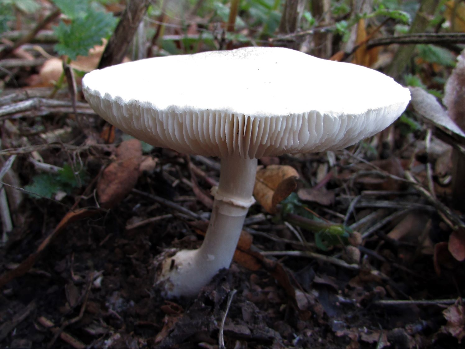 Білий парасолька (Leucocoprinus leucothites)