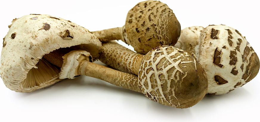 Pärlkremla (Russula perlatipes)