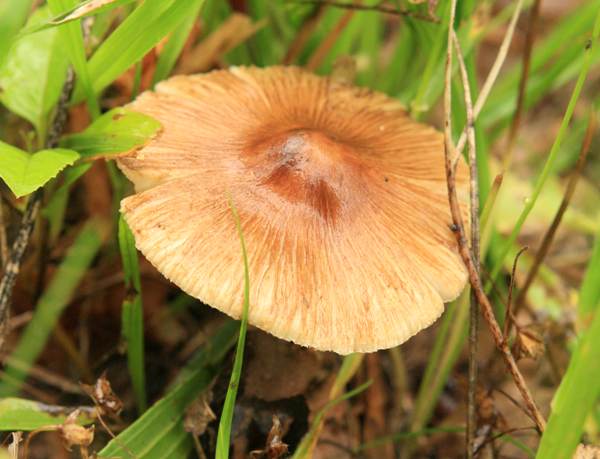 Інocyбе червоніюча (Inocybe erubescens)
