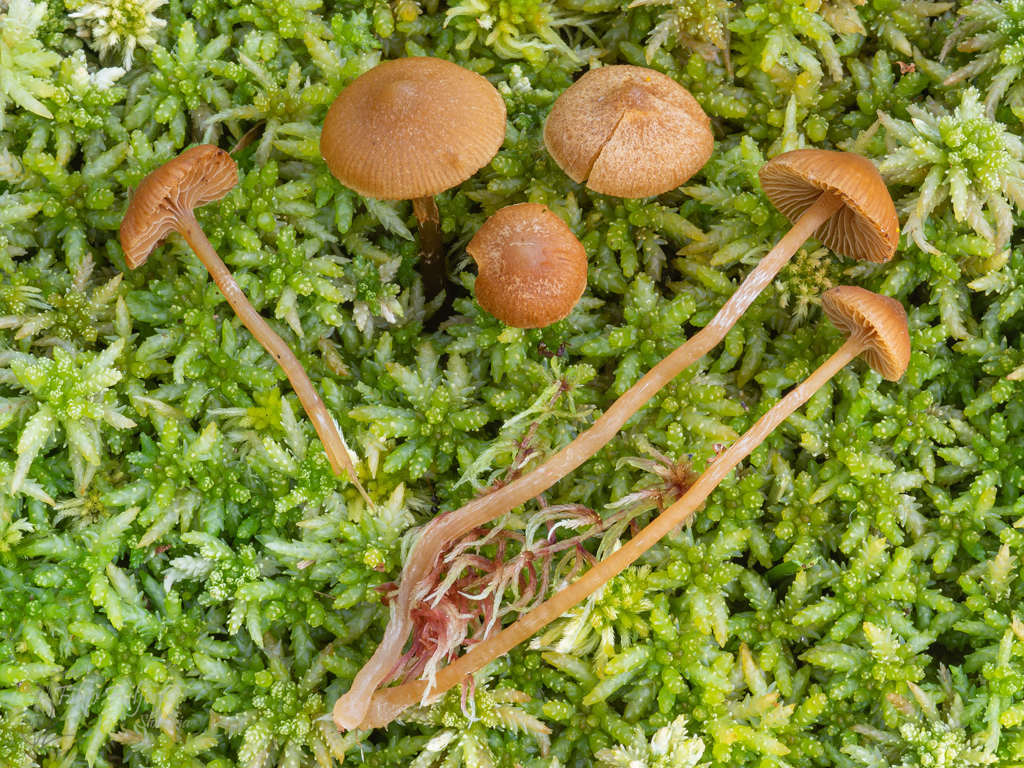 Small bog bonnet (Galerina sphagnorum)