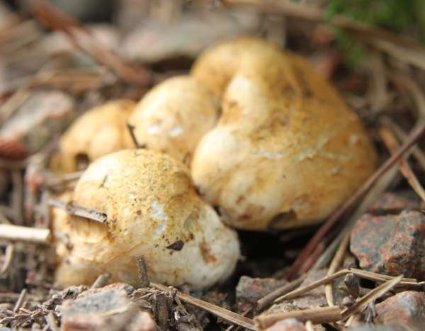 Paraguas de arena (Rhizopogon luteolus)