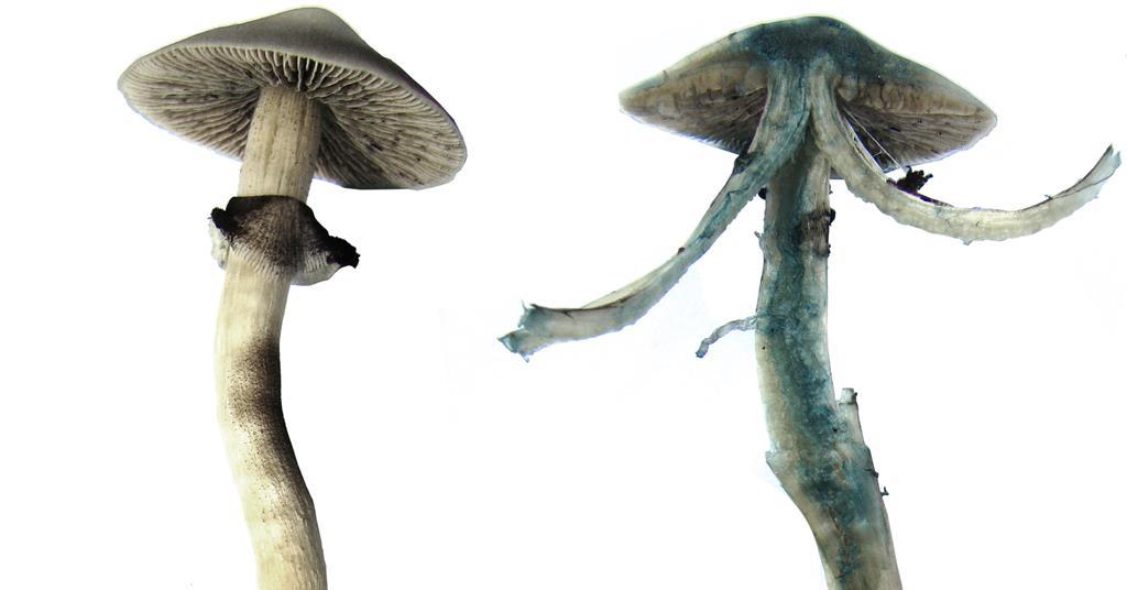 Mavi Leke Yapan Psilosibe (Psilocybe cyanescens)