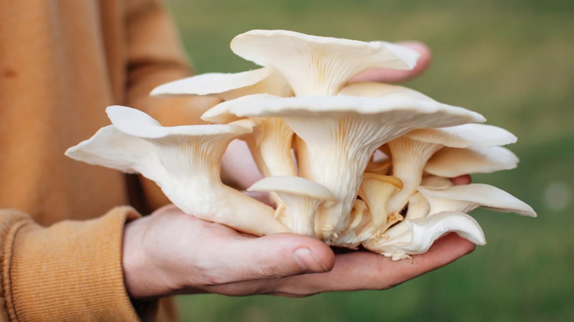Ostrigar (Pleurotus ostreatus)