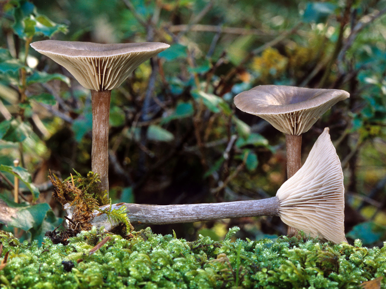 Lievikovec čiaškovitý (Pseudoclitocybe cyathiformis)