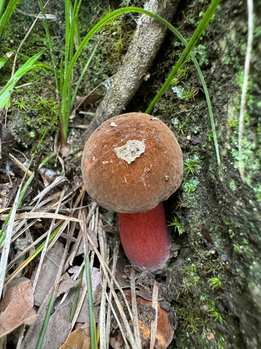 红柄牛肝菌 (Boletus rubripes)