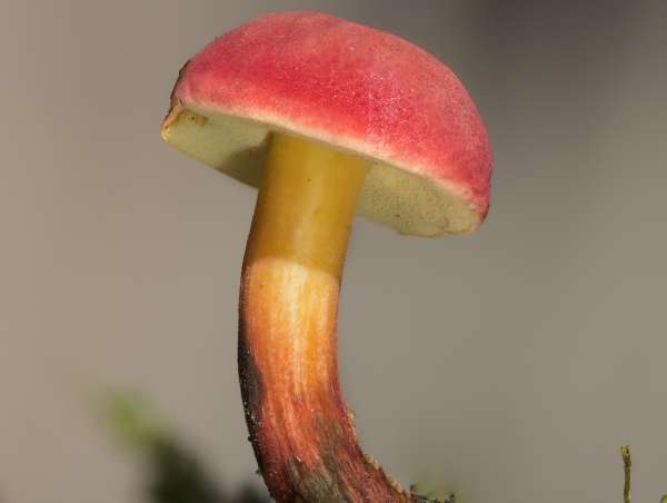 Yakut Bolet (Hortiboletus rubellus)