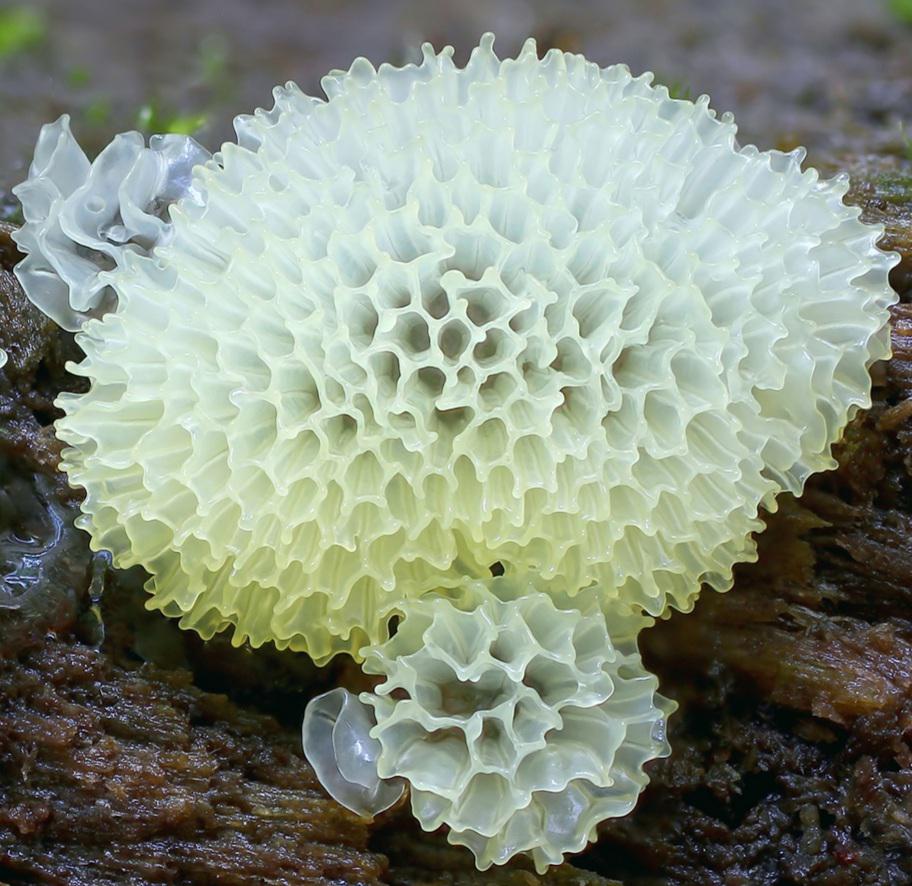 Nấm Nhầy San Hô (Ceratiomyxa fruticulosa)