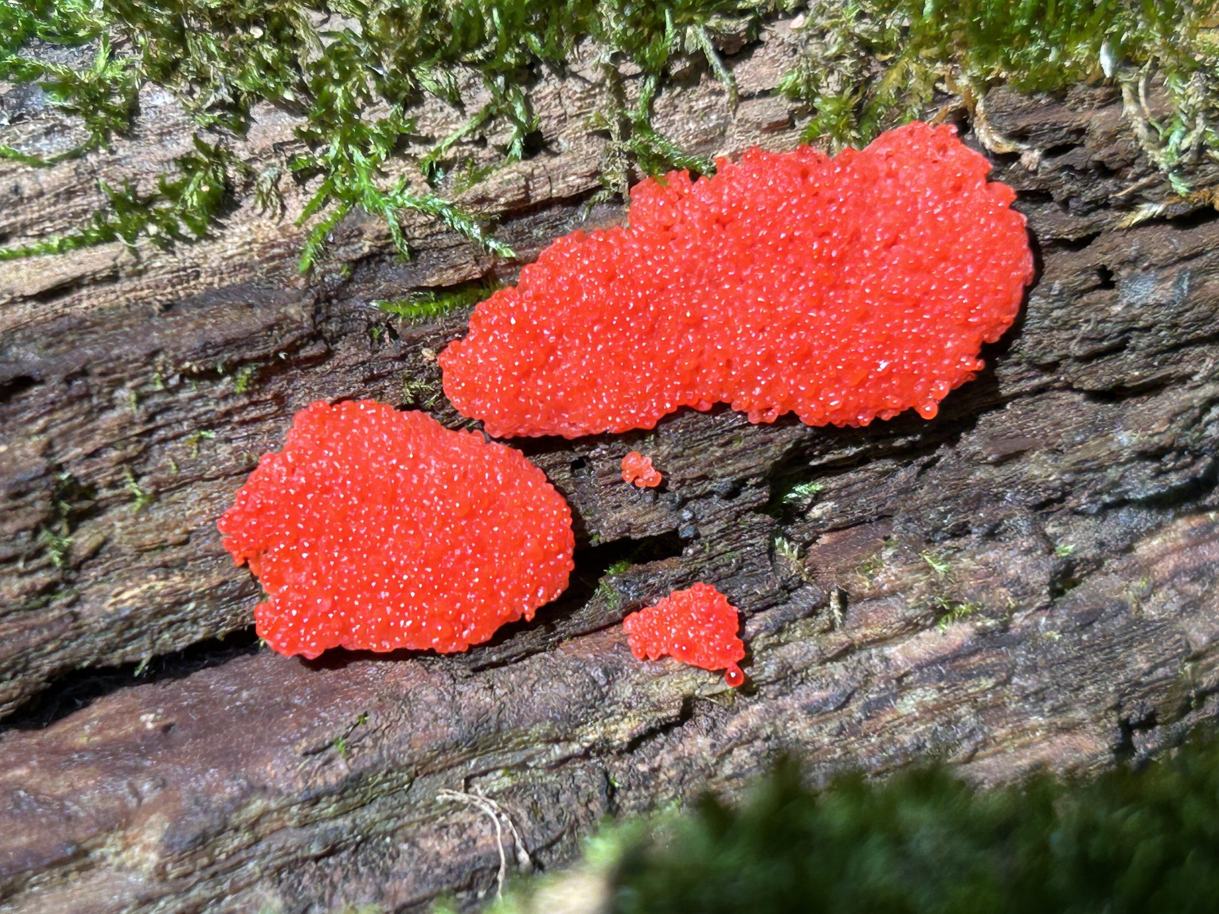 Kırmızı Bantlı Ağaç Mantarı (Ganoderma zonatum)