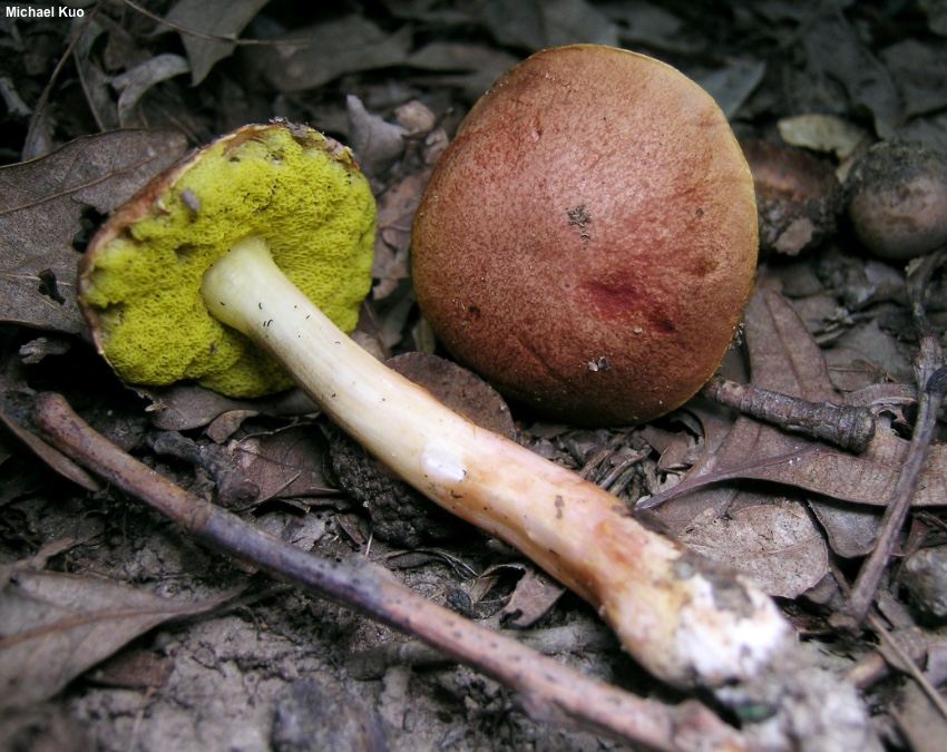 Guldporig sopp (Aureoboletus auriporus)