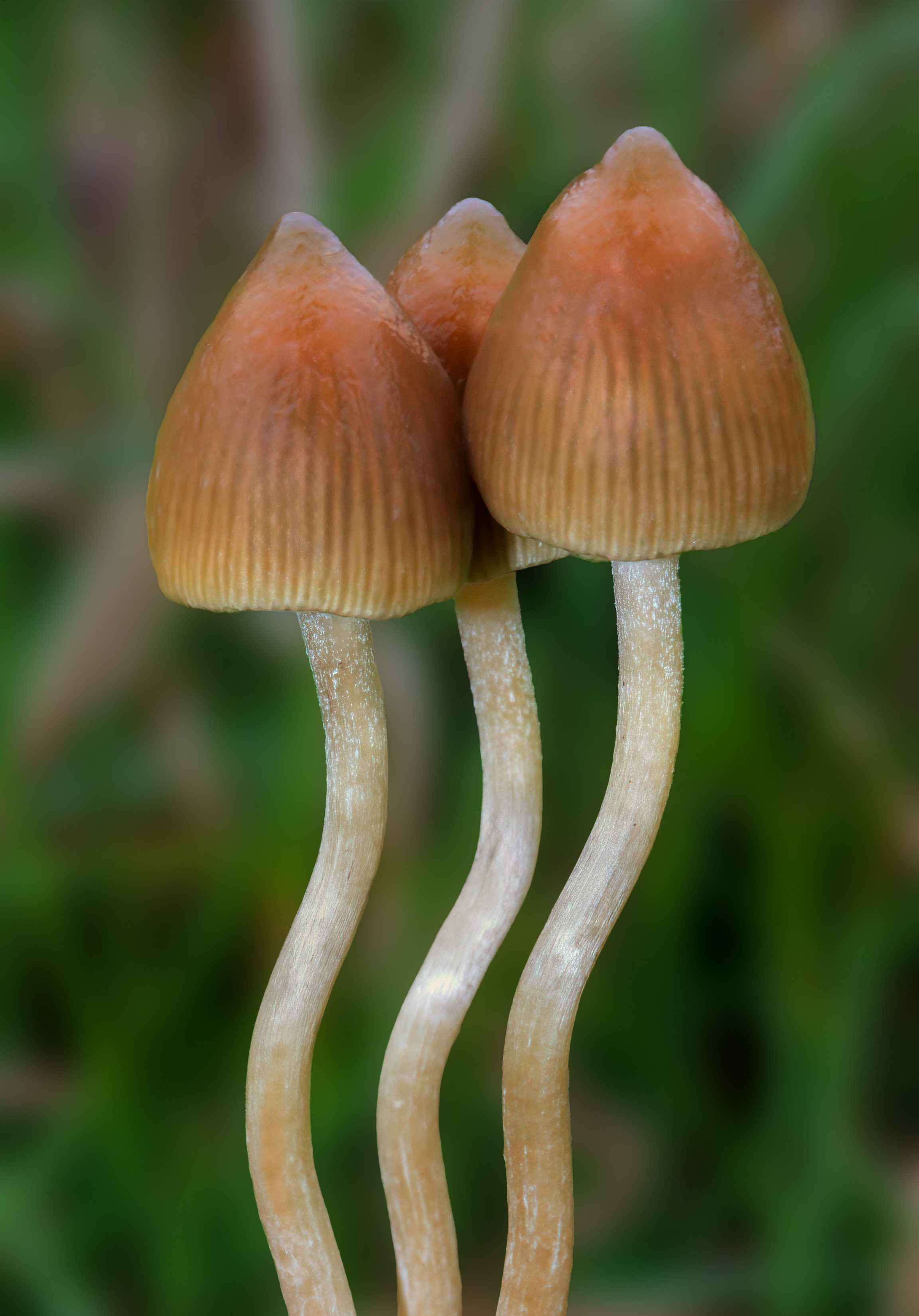 Česká lysohlávka (Psilocybe bohemica)